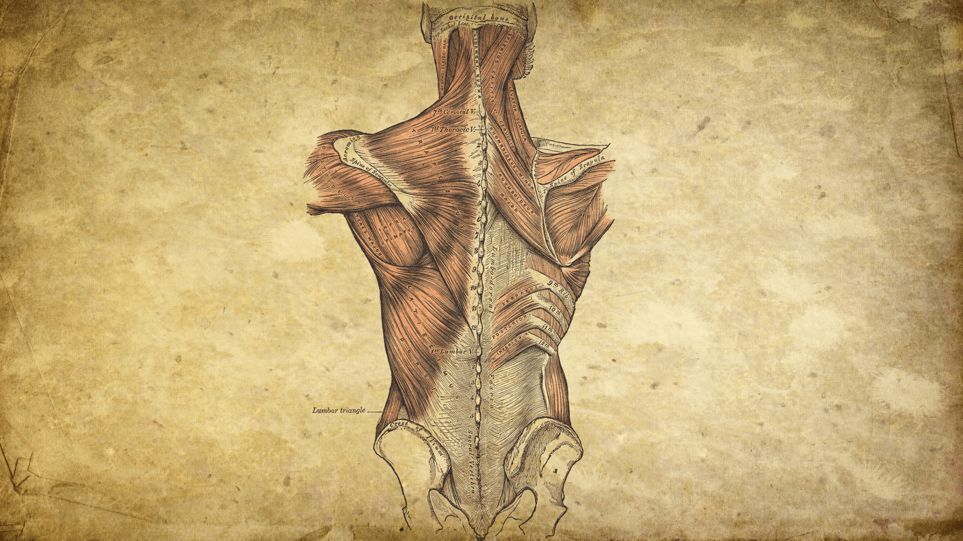Gecikmiş kas ağrısı ile ilgili anatomik bir görsel.