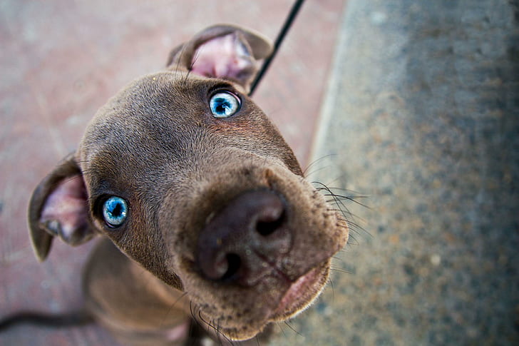 Obezite için kullanılan mavi gözlü yavru bir köpeğin görseli.