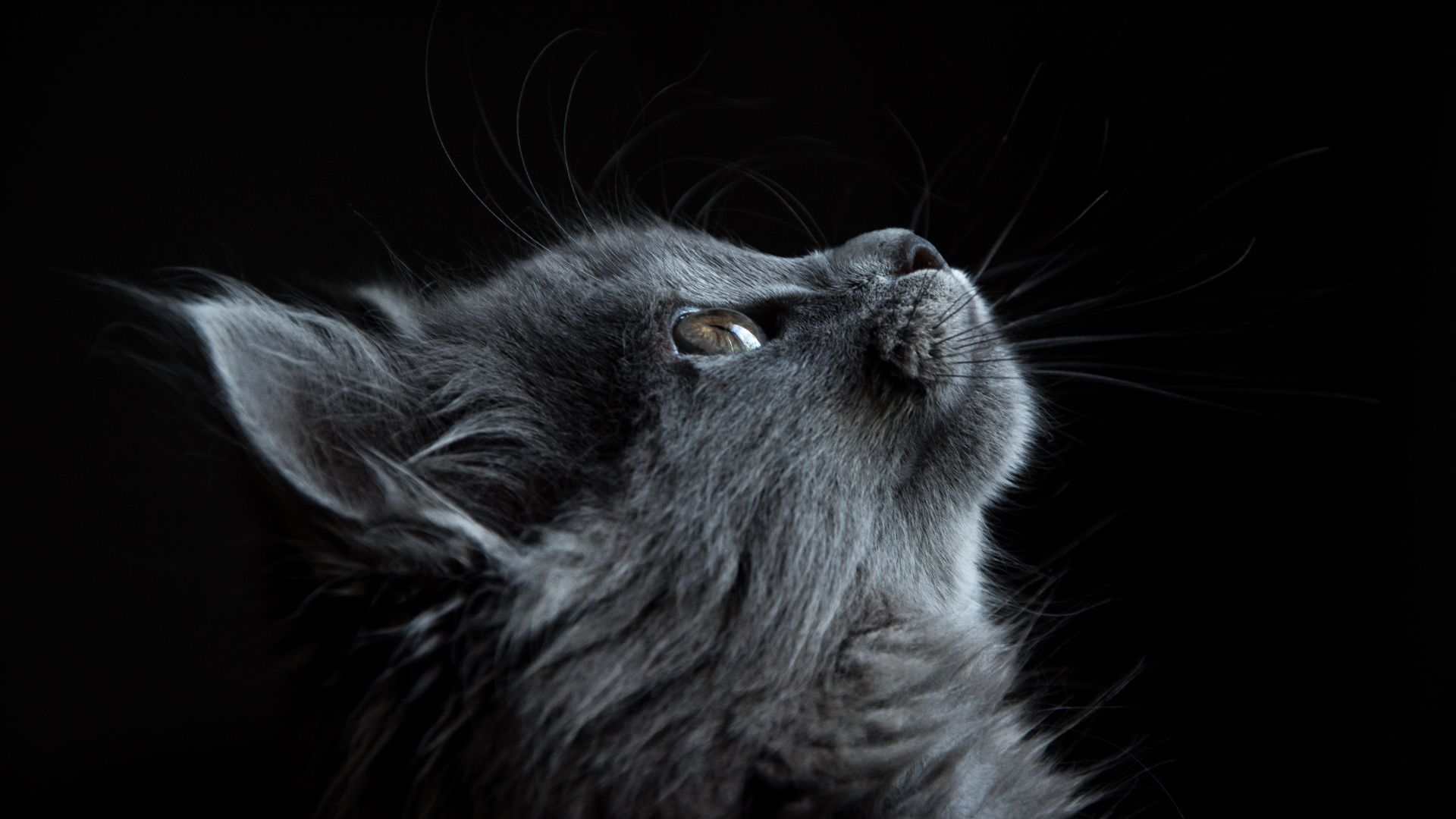 Obezite için örnek gösterilen siyah bir kedinin görseli.