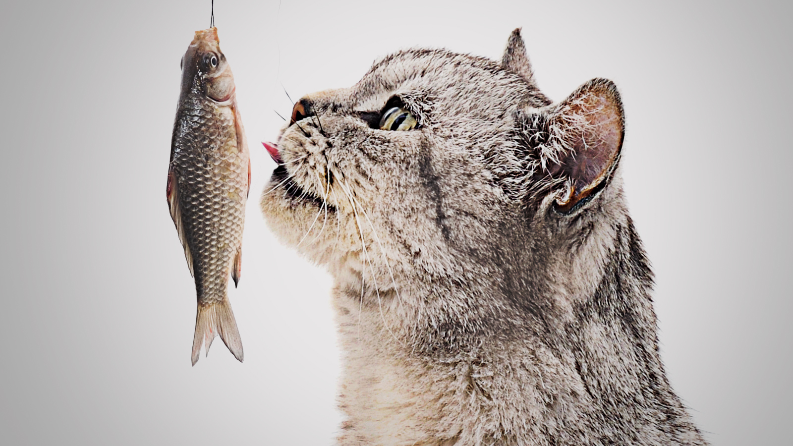 Obeziteye örnek balık yemek isteyen bir kedinin görseli.